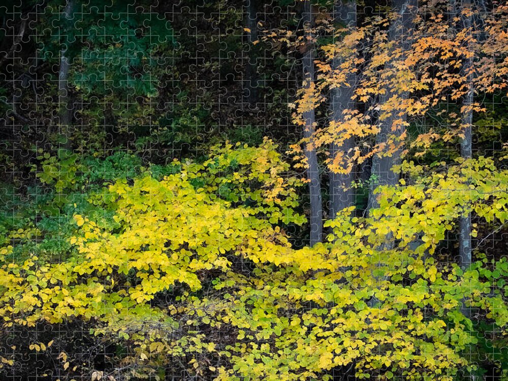 Trees Jigsaw Puzzle featuring the photograph Fall Chartreuse by Linda Bonaccorsi