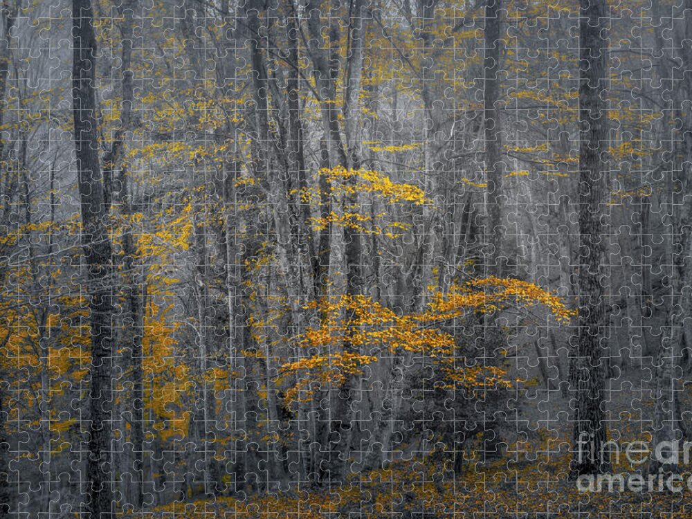 Forest Jigsaw Puzzle featuring the photograph Fall colors by Marco Crupi