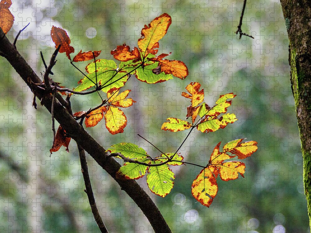Leaf Jigsaw Puzzle featuring the photograph Fall Leaves by David Beechum