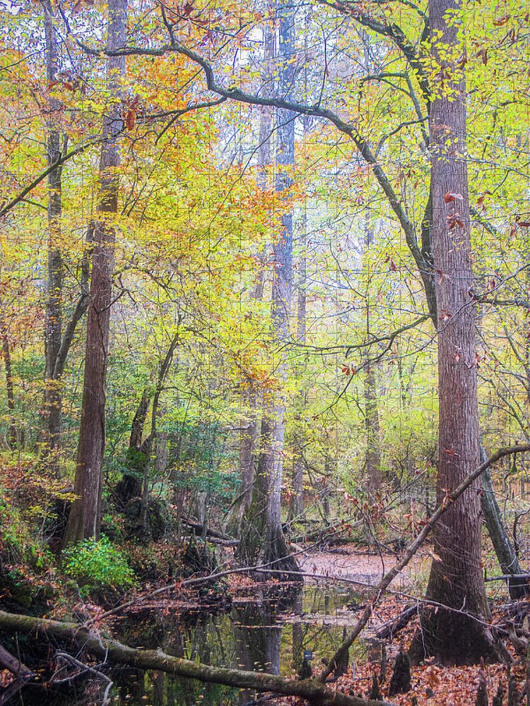 Fall Jigsaw Puzzle featuring the photograph Fall View of Indian Creek - Croatan National Forest by Bob Decker