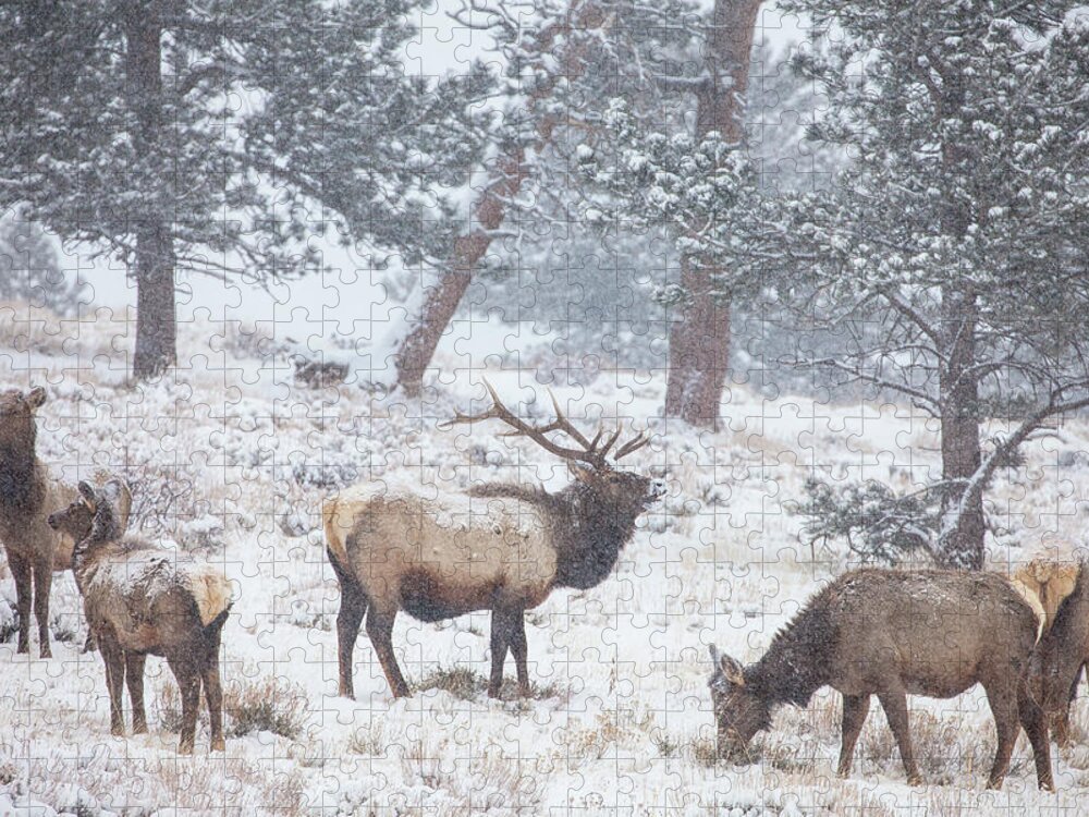 Elk Jigsaw Puzzle featuring the photograph Family Man by Darren White