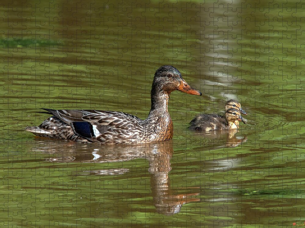 Nature Jigsaw Puzzle featuring the photograph Family of Mallard Ducks DWF0242 by Gerry Gantt