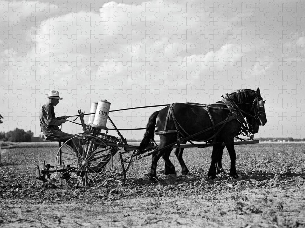 1 Person Jigsaw Puzzle featuring the photograph Farmer Fertilizing Corn by Underwood Archives  Arthur Rothstein