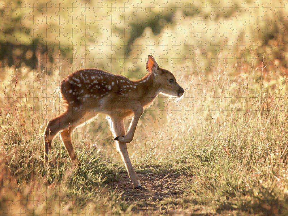 Shenandoah Jigsaw Puzzle featuring the photograph Fawn Crossing by Travis Rogers