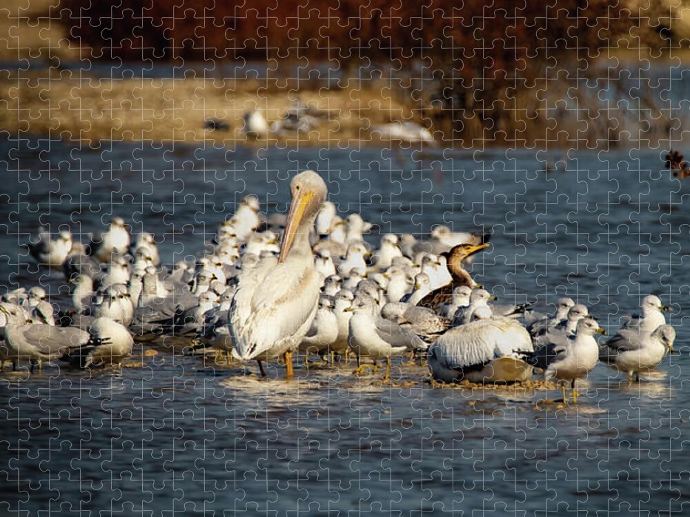 Pelican Jigsaw Puzzle featuring the photograph Feathered Friends by Pam Rendall