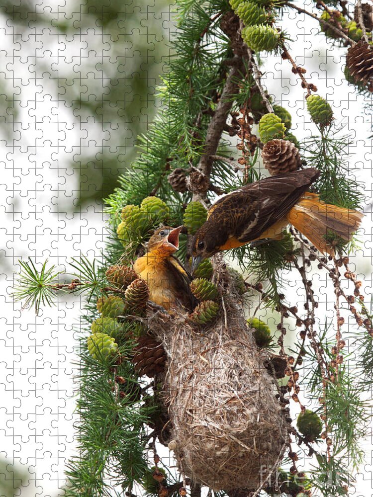 Oriole Jigsaw Puzzle featuring the photograph Feeding Time by Jayne Carney