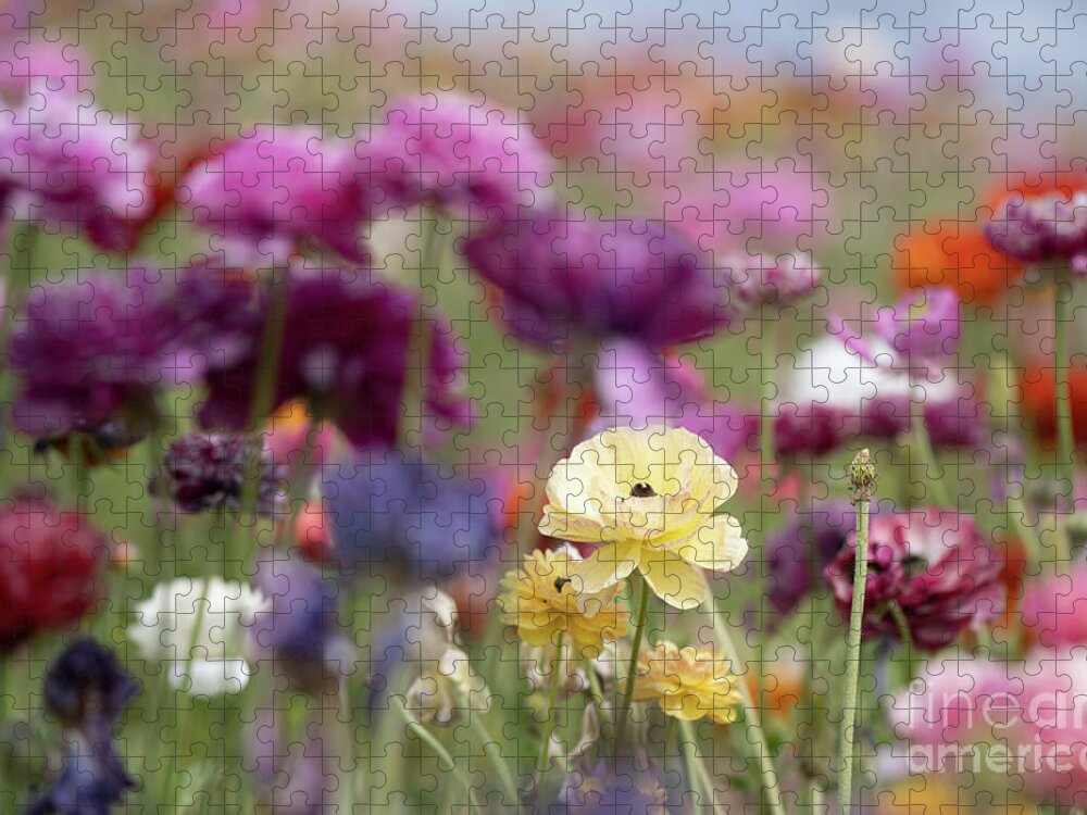 Persian Buttercup Jigsaw Puzzle featuring the photograph Feeling happy in the flower fields by Abigail Diane Photography