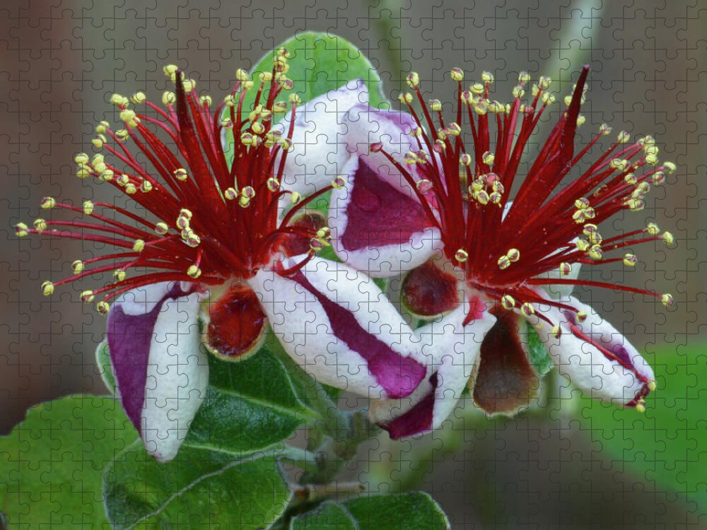 Feijoa Jigsaw Puzzle featuring the photograph Feijoa Twins by Terence Davis