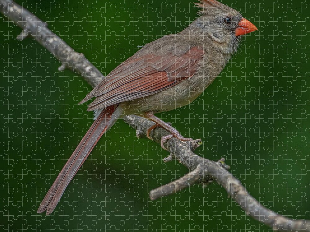 Female Cardinal Jigsaw Puzzle featuring the photograph Female Northern Cardinal in the Wild by Sandra Rust