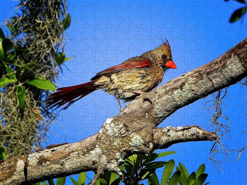 Florida Jigsaw Puzzle featuring the photograph Female Northern Cardinal After Bath by Ronald Lutz