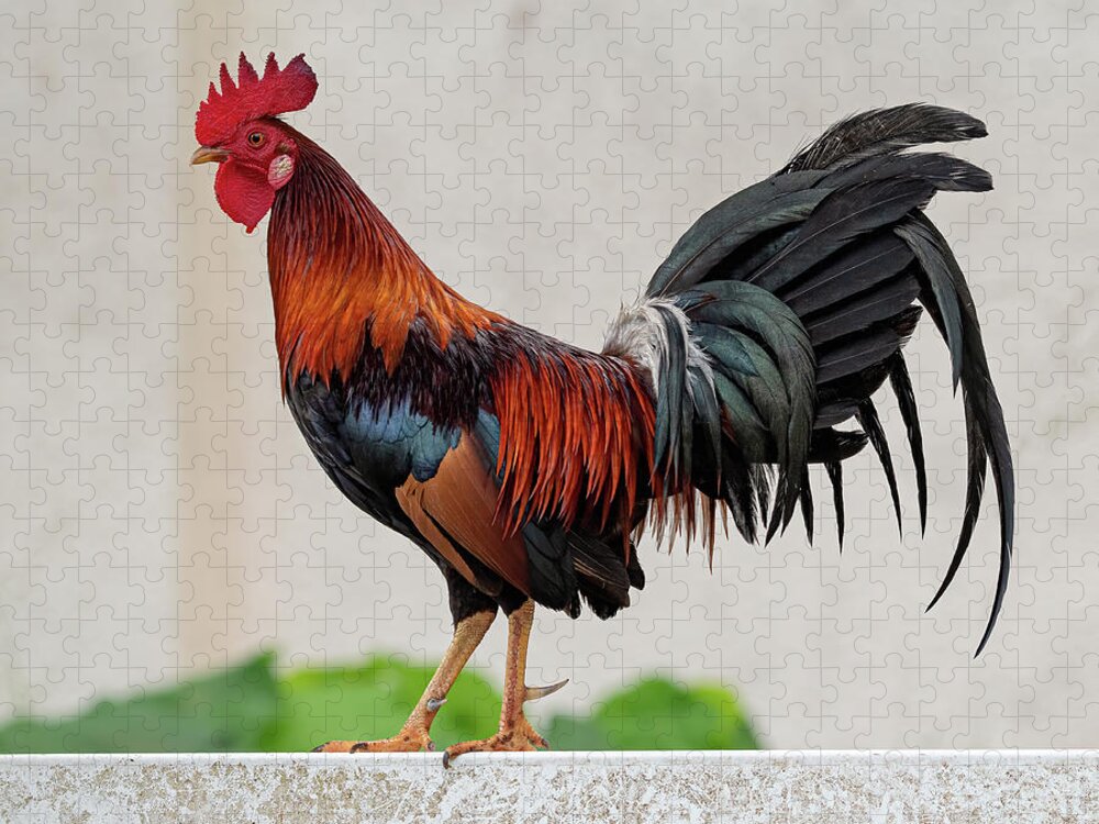 Feral Jigsaw Puzzle featuring the photograph Feral Rooster by Rick Mosher