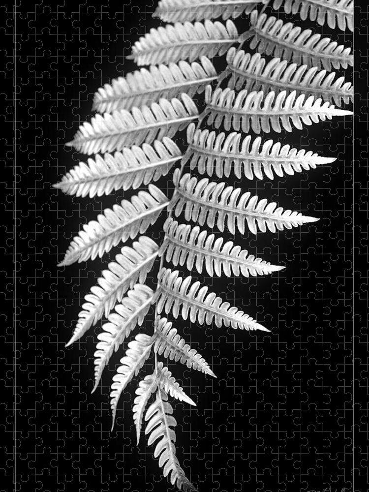 Australia; Floral Jigsaw Puzzle featuring the photograph Fern Dance by Holly Kempe