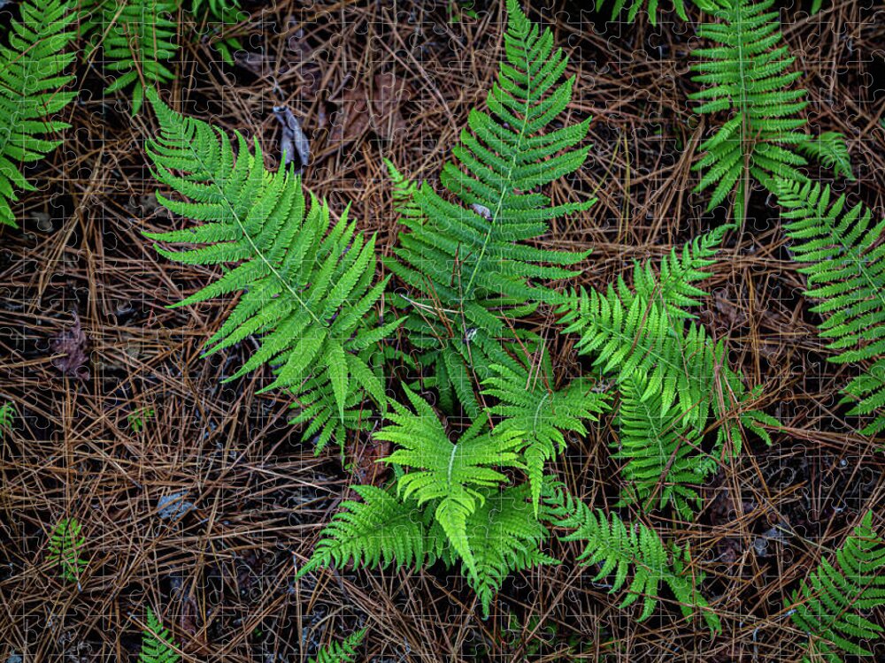 Nature Jigsaw Puzzle featuring the photograph Ferns by Cindy Robinson