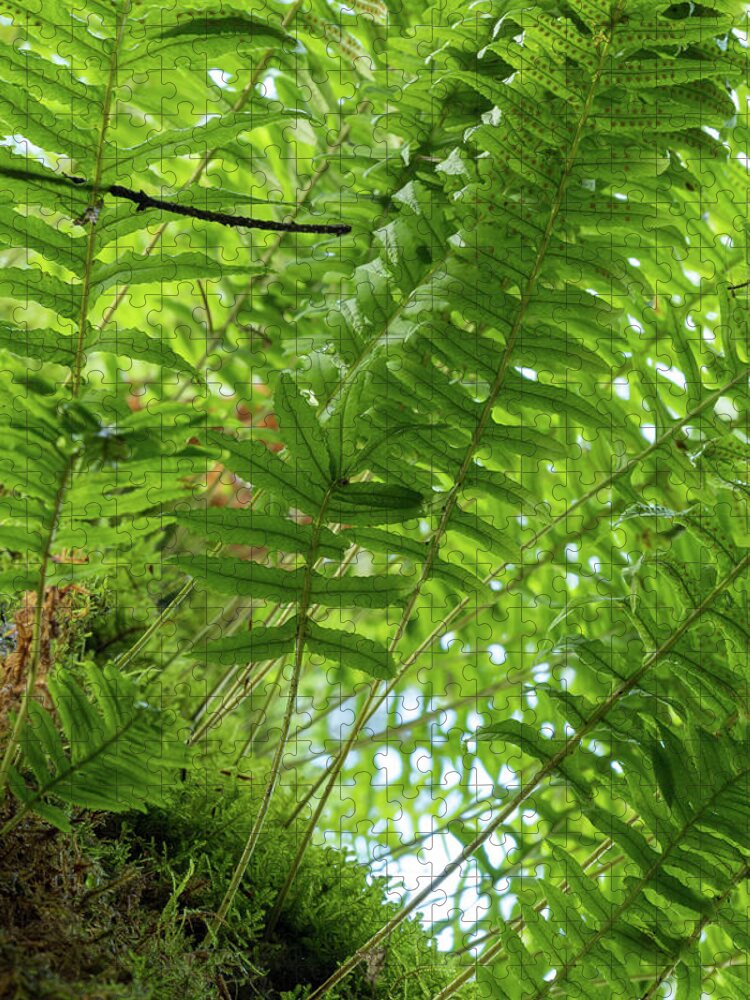 Ferns Jigsaw Puzzle featuring the photograph Ferns on a Tree by Catherine Avilez