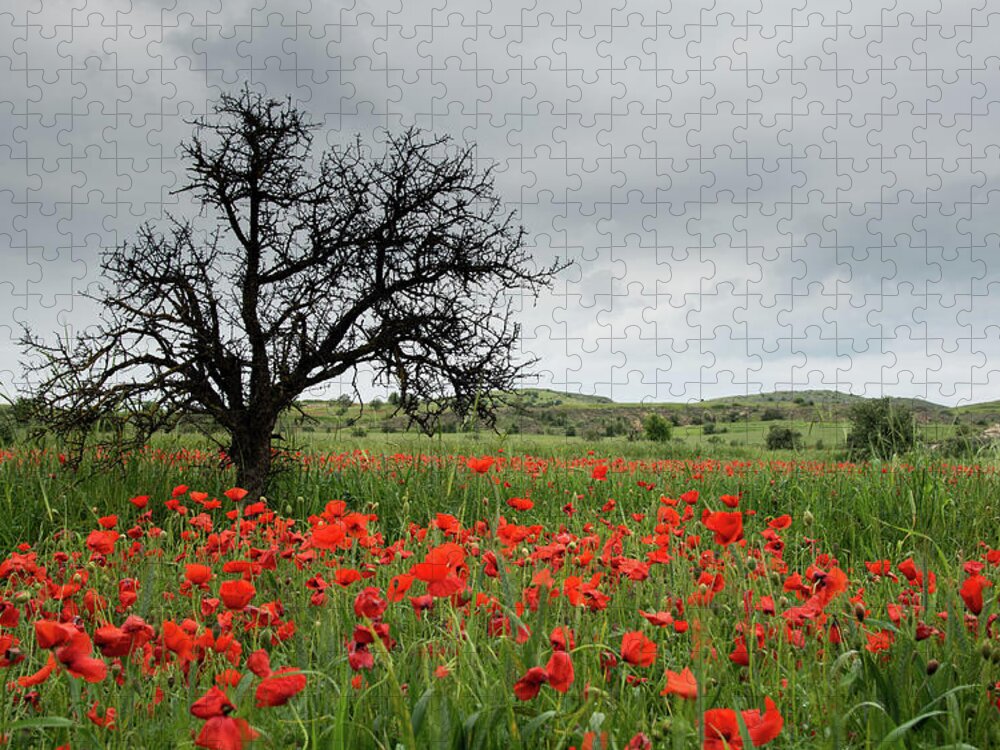 Poppy Anemone Jigsaw Puzzle featuring the photograph Field full of red beautiful poppy anemone flowers and a lonely dry tree. Spring time, spring landscape Cyprus. by Michalakis Ppalis