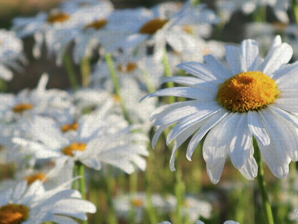 Daisy Jigsaw Puzzle featuring the photograph Field of Daisies 1 by D Lee
