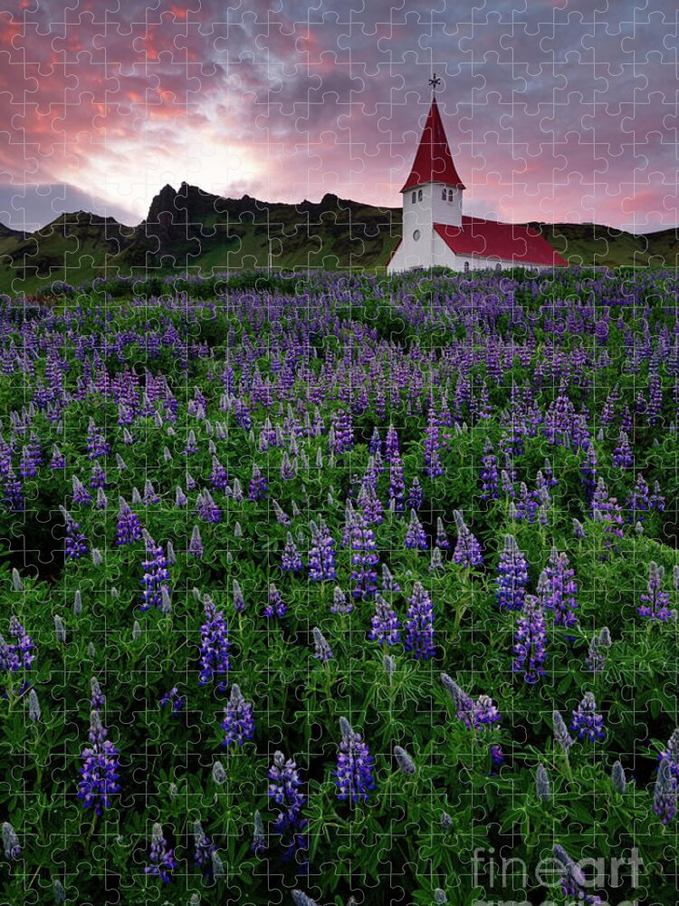 Vik Jigsaw Puzzle featuring the photograph Field of Lupine Wildflowers Surrounding Church in Iceland at Sunset by Tom Schwabel