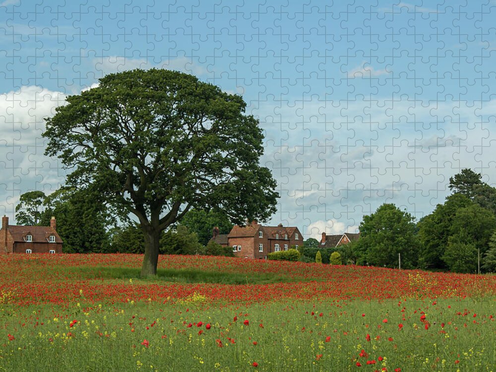 Circle Jigsaw Puzzle featuring the photograph Field of poppies by Average Images