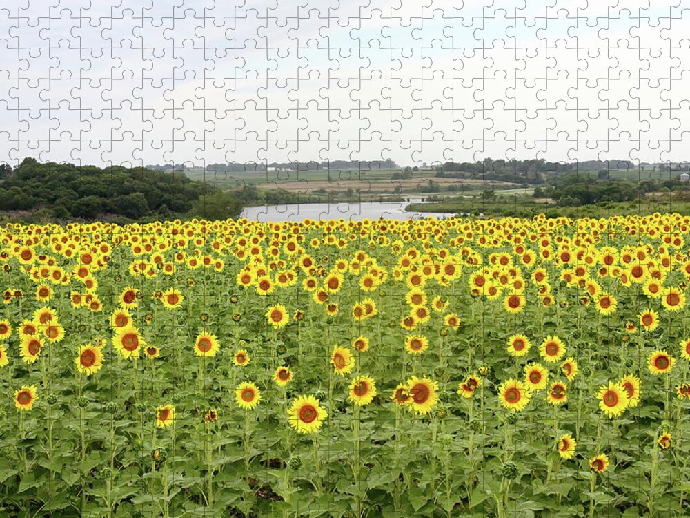 Sunflower Jigsaw Puzzle featuring the photograph Field Of Sunshine by Lens Art Photography By Larry Trager