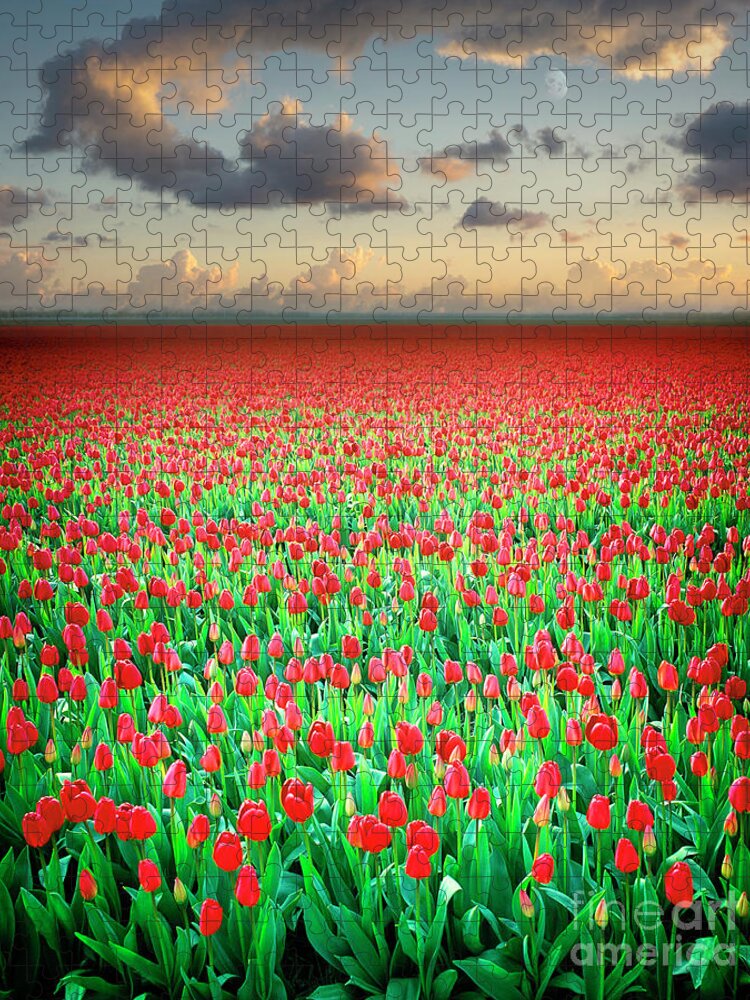 Nag894678c Jigsaw Puzzle featuring the photograph Field of Tulips by Edmund Nagele FRPS