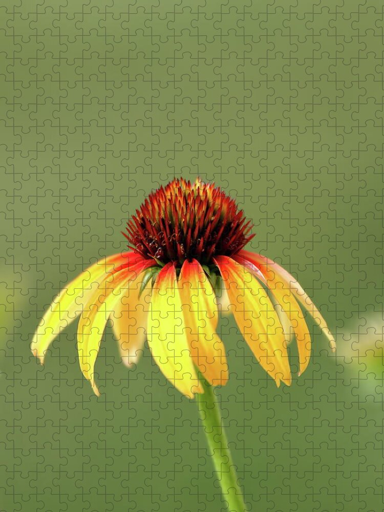 Coneflower Jigsaw Puzzle featuring the photograph Fiesta Coneflower by Lens Art Photography By Larry Trager