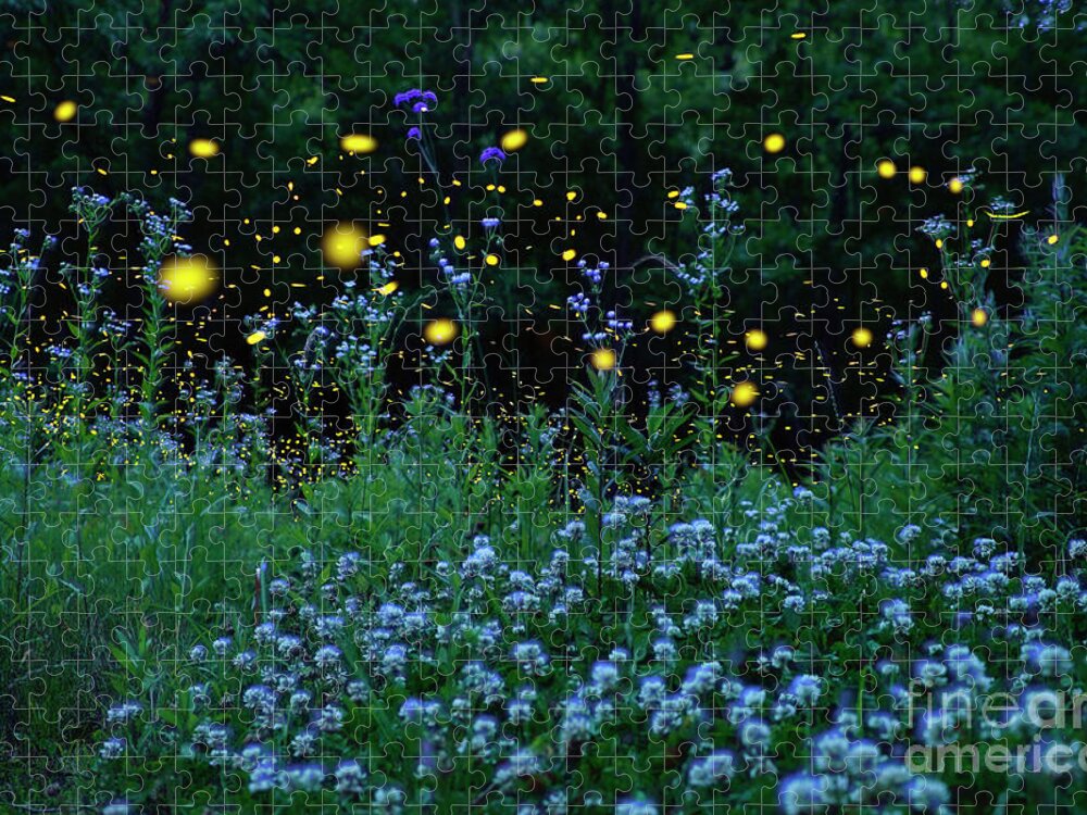 00573992 Jigsaw Puzzle featuring the photograph Fireflies and the Night Meadow by Hiroya Minakuchi