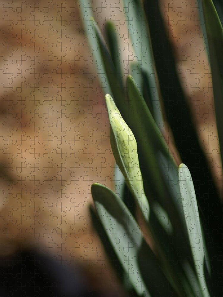  Jigsaw Puzzle featuring the photograph First Bud by Heather E Harman