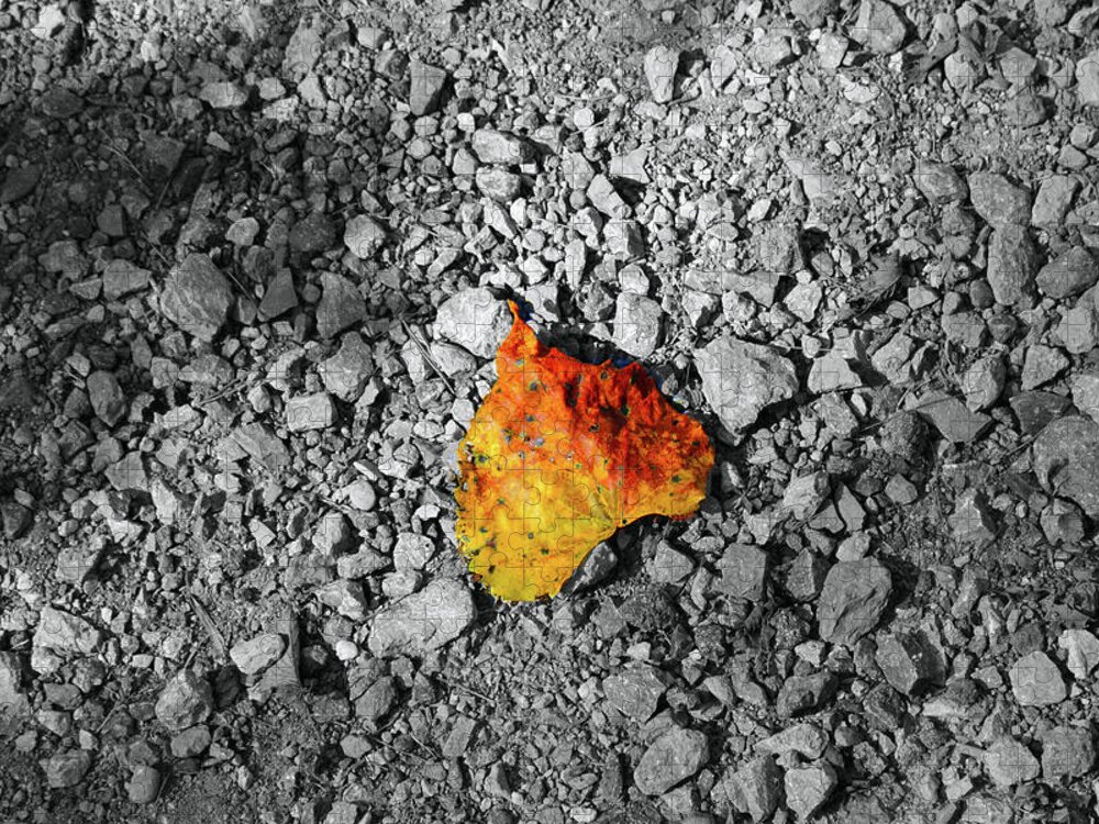 Leaf Jigsaw Puzzle featuring the photograph First Leaf of Autumn by Christopher Reed