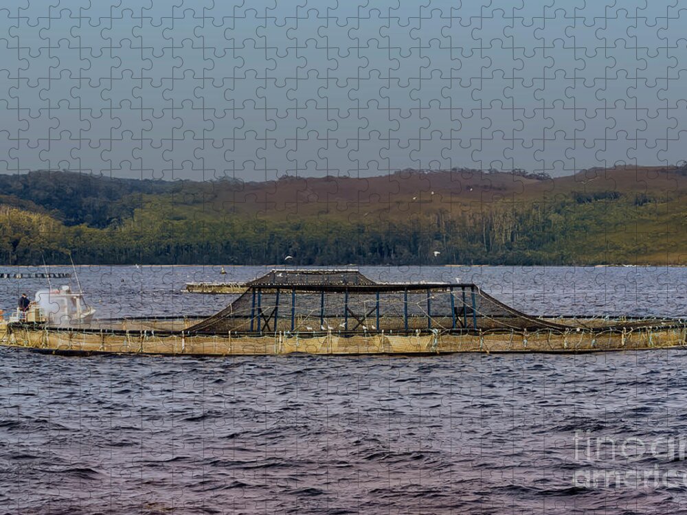 Fish Farm Jigsaw Puzzle featuring the photograph Fish Farm, Gordon River, Tasmania, Australia by Elaine Teague