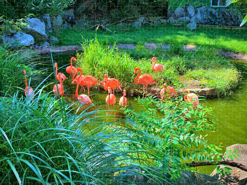 Flamingo Jigsaw Puzzle featuring the photograph Flamingo Bay by Chris Montcalmo