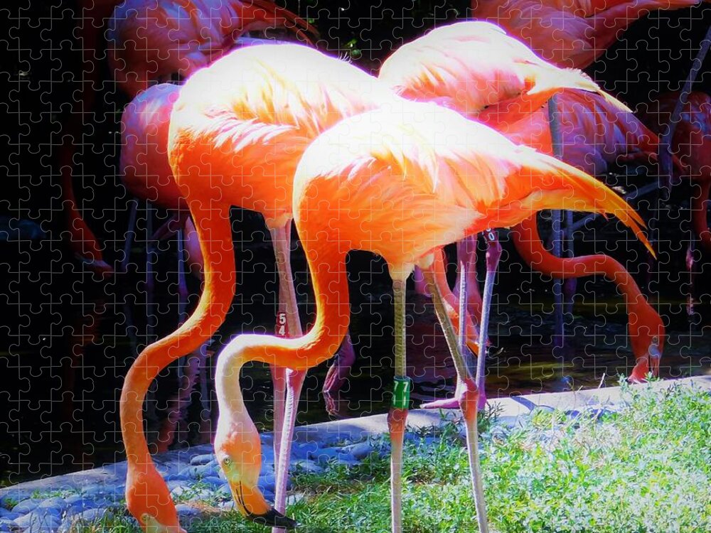 - Flamingo Jigsaw Puzzle featuring the photograph - Flamingo, order Phoenicopteriformes 2 by THERESA Nye
