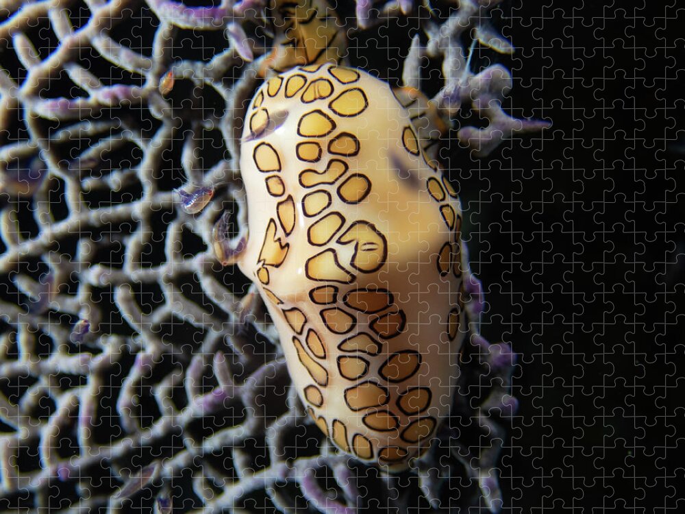 Snail Jigsaw Puzzle featuring the photograph Flamingo Tongue by Brian Weber