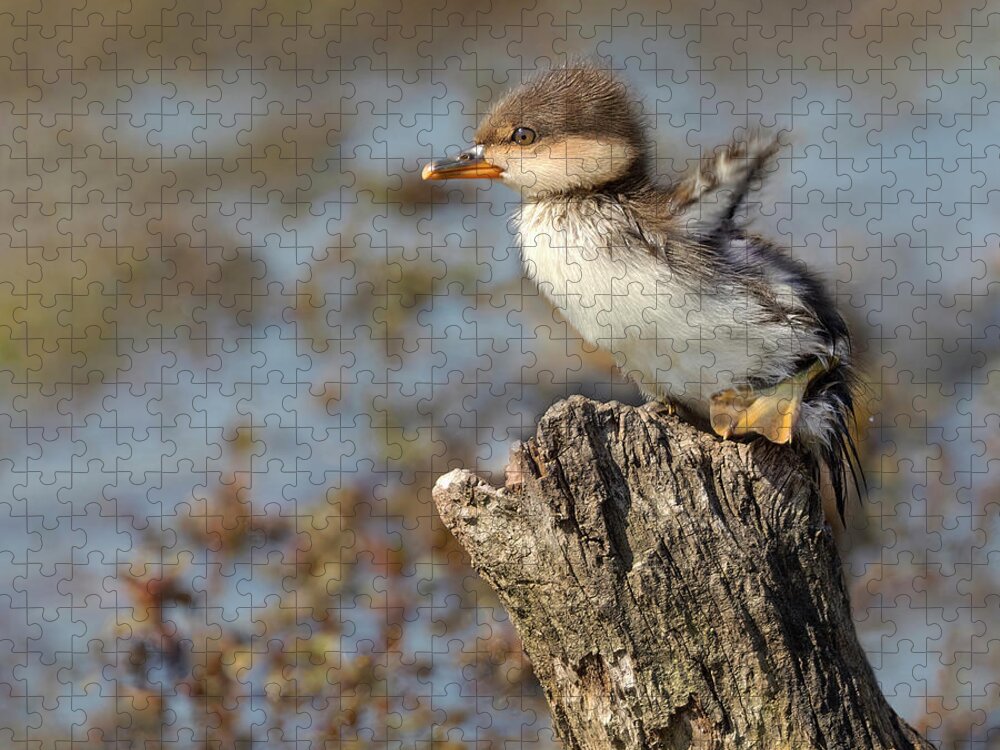 Merganser Jigsaw Puzzle featuring the photograph Flap or Flight by Art Cole