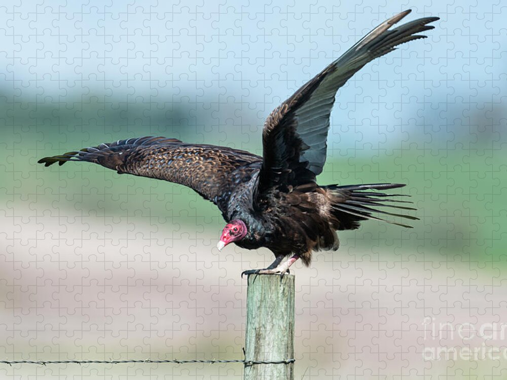 Wildlife Jigsaw Puzzle featuring the photograph Flaps Down by Craig Leaper
