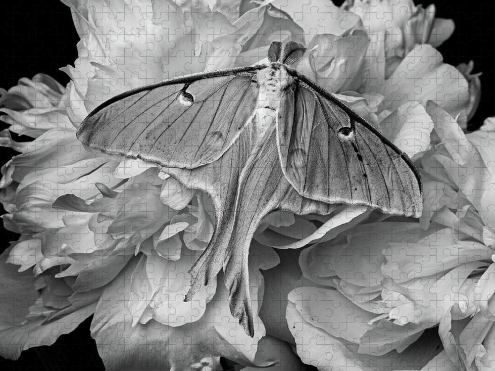 Moth Jigsaw Puzzle featuring the photograph Flight of the Luna Moth by Edward Fielding