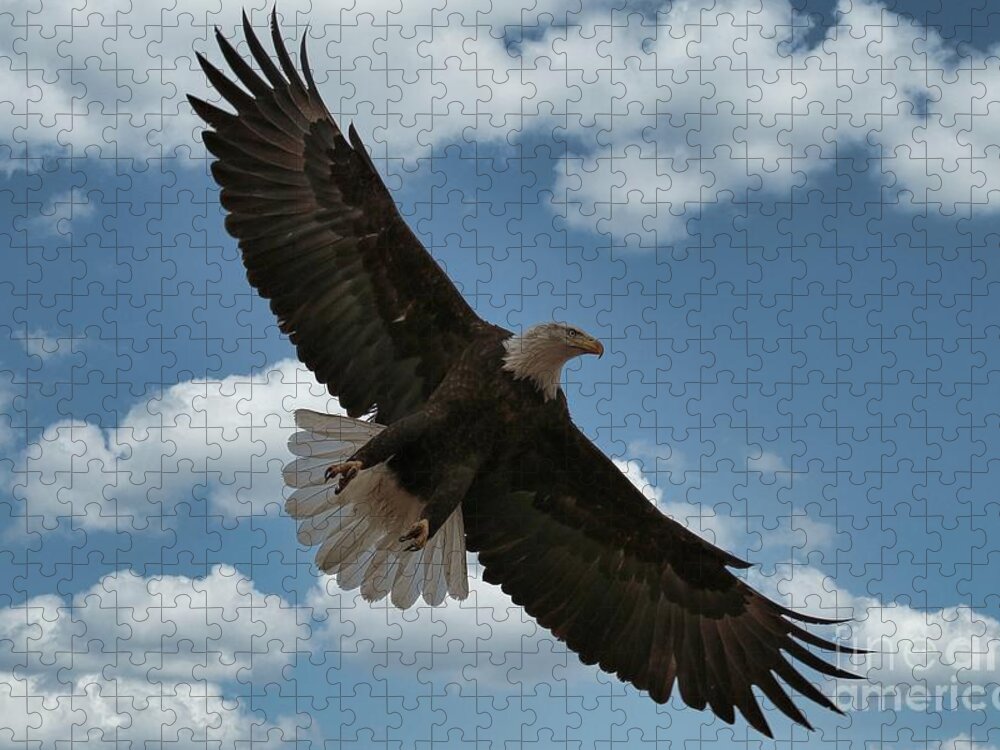Eagle Jigsaw Puzzle featuring the photograph Flight by Veronica Batterson
