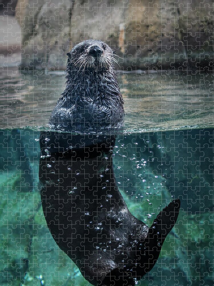 Otter Jigsaw Puzzle featuring the photograph Floating Otter - Vertical by Patti Deters