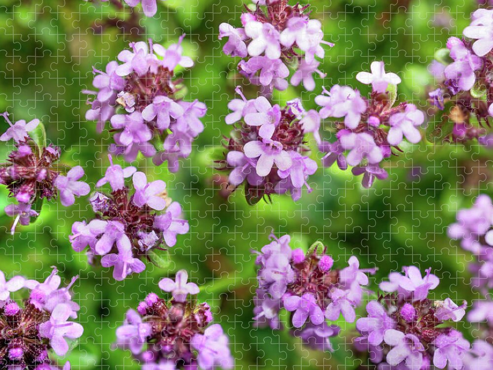 Thyme Jigsaw Puzzle featuring the photograph Floating Thyme by Weston Westmoreland