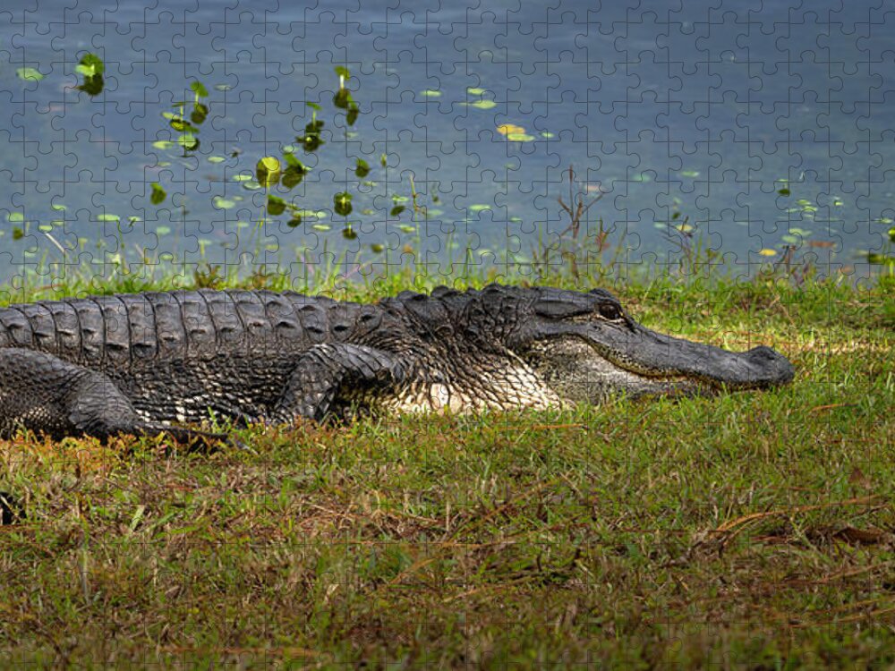 Aligator Jigsaw Puzzle featuring the photograph Florida Gator 2 by Larry Marshall