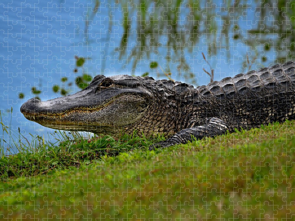Aligator Jigsaw Puzzle featuring the photograph Florida Gator 3 by Larry Marshall