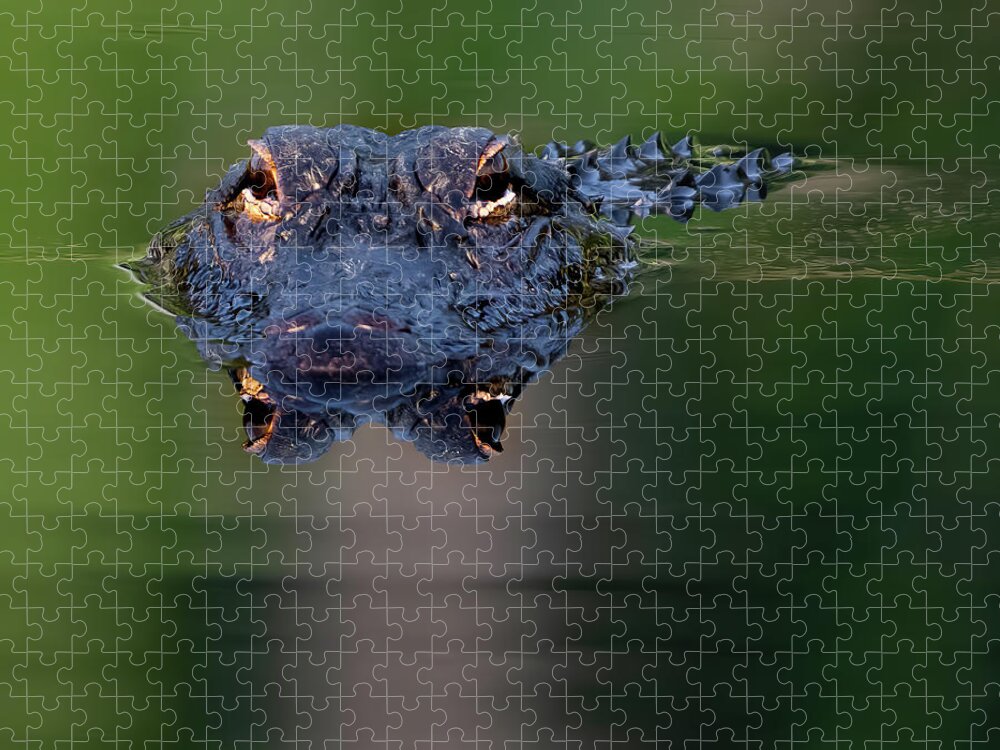Aligator Jigsaw Puzzle featuring the photograph Florida Gator 5 by Larry Marshall