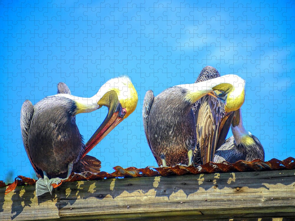 Pelicans Jigsaw Puzzle featuring the photograph Florida pelicans by Alison Belsan Horton