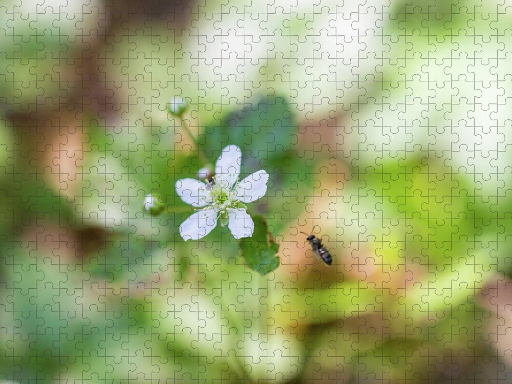 Flower Jigsaw Puzzle featuring the photograph Flower and Bee by Amelia Pearn