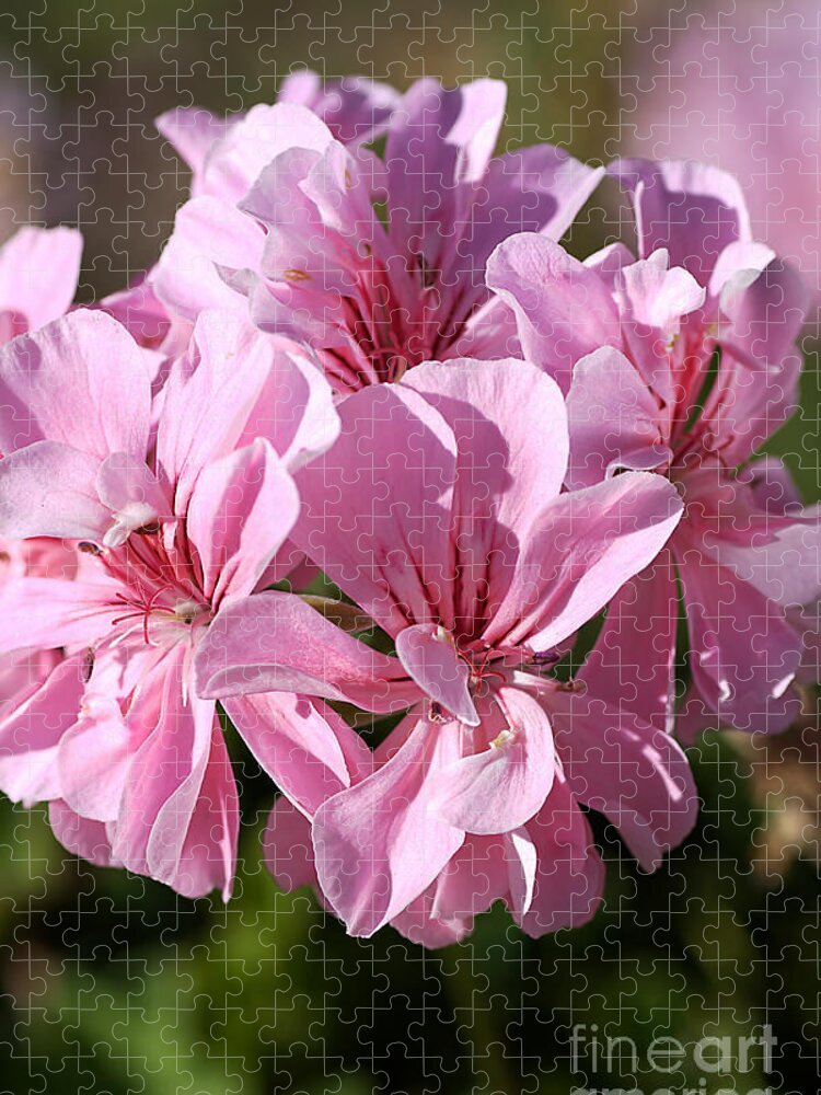 Cranesbills Jigsaw Puzzle featuring the photograph Flower-geranium-pink by Joy Watson