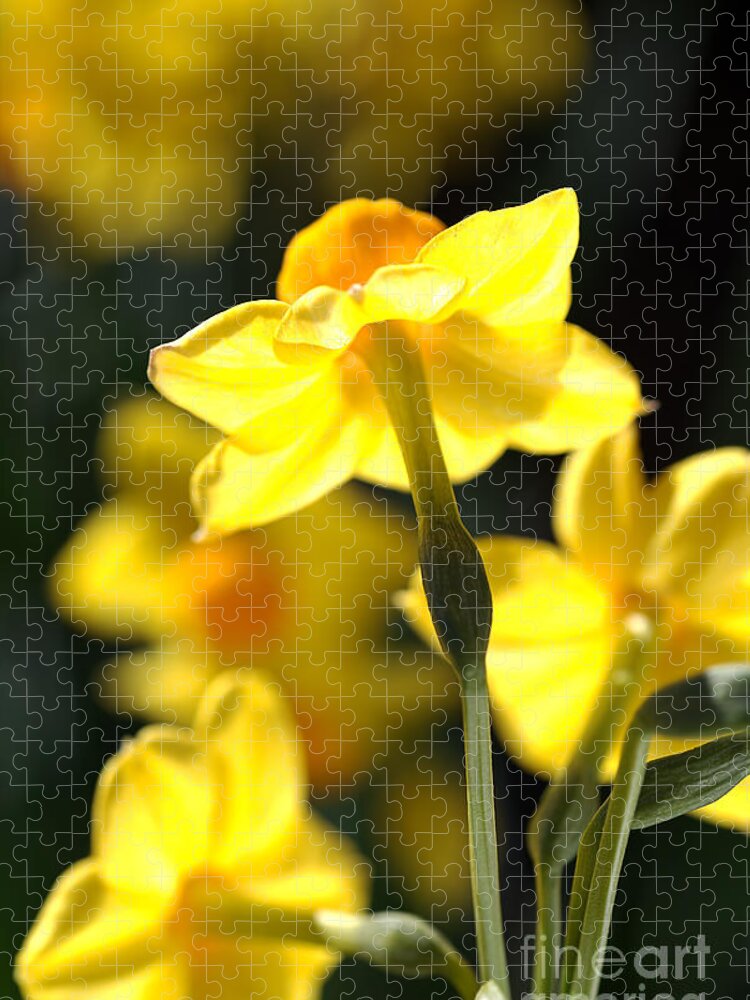 Floral Jigsaw Puzzle featuring the photograph Flower-jonquils-bulb-yellow by Joy Watson