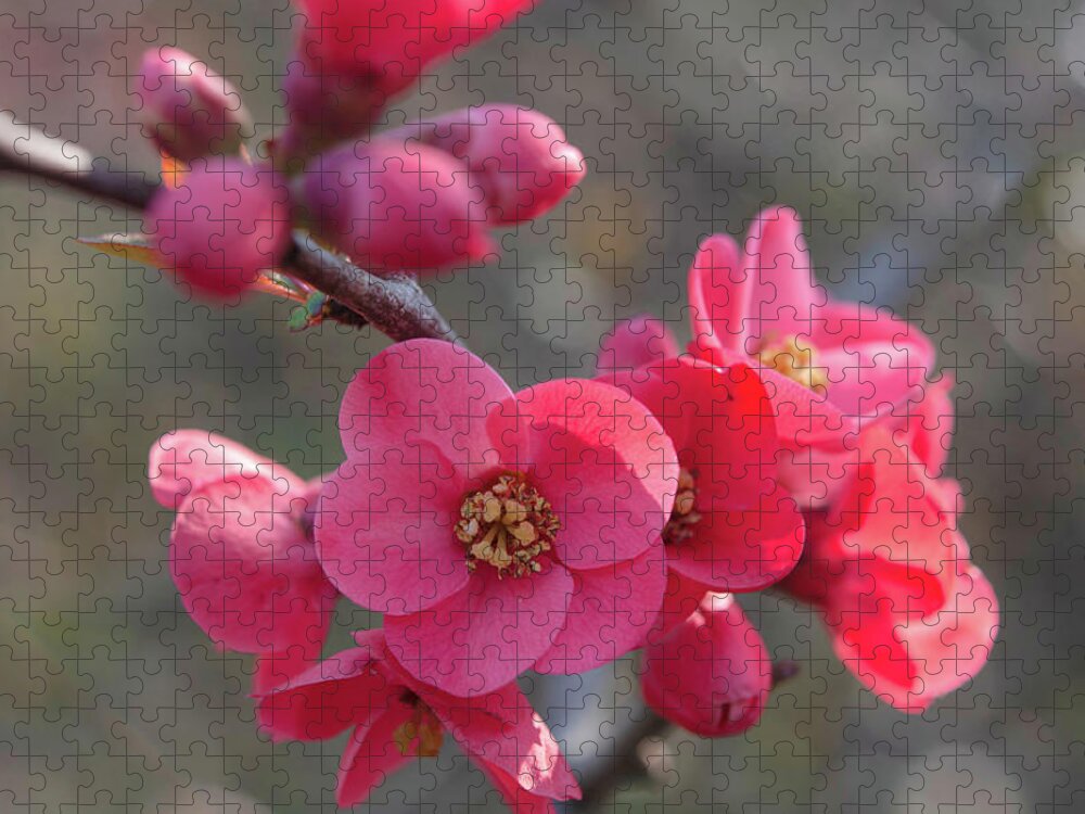 Jenny Rainbow Fine Art Photography Jigsaw Puzzle featuring the photograph Flowering Quince by Jenny Rainbow