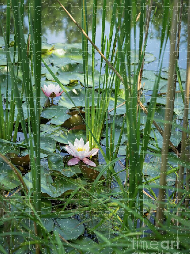 Water Lily Jigsaw Puzzle featuring the photograph Flowering water lily and reed leaves in a lake by Adriana Mueller