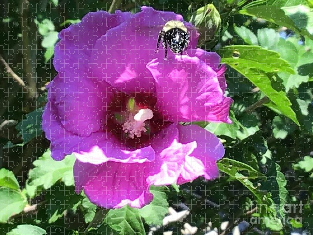 Flowers Jigsaw Puzzle featuring the photograph Hibiscus Flowers Honey Bee Time by Catherine Wilson