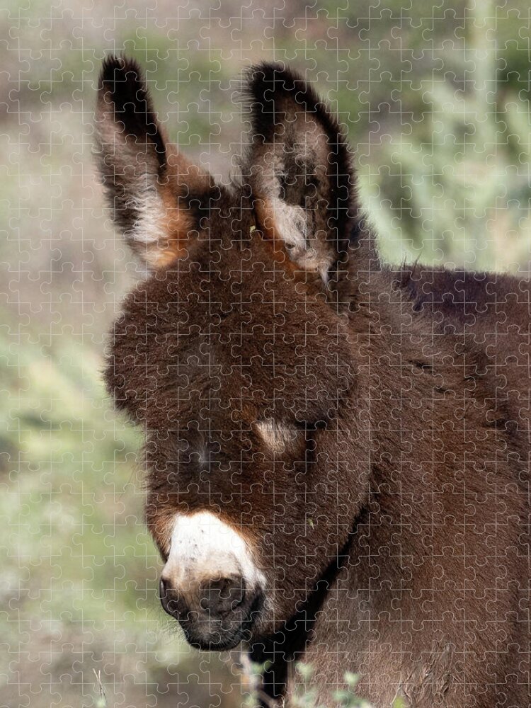 Wild Burros Jigsaw Puzzle featuring the photograph Fluffy Chocolate by Mary Hone