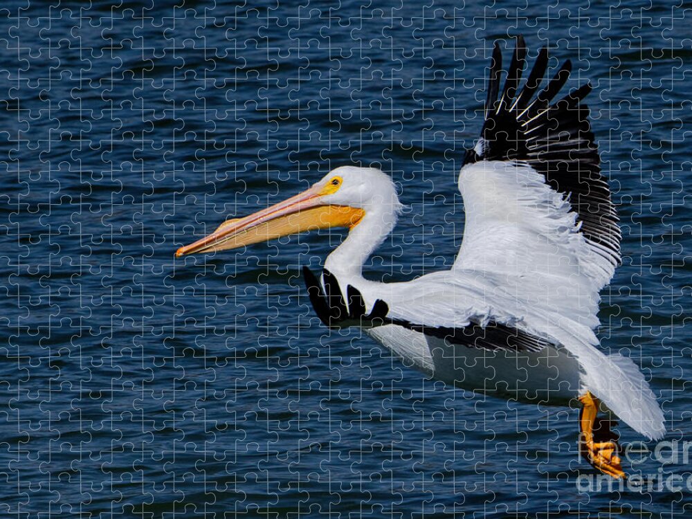 American White Pelican Jigsaw Puzzle featuring the photograph Flying Pelican 5 by Paul Mashburn